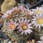 Preview: Mammillaria unihamata (weingartiana)